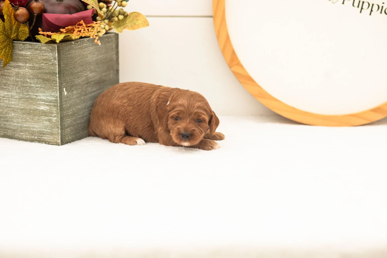 Tiffany goldendoodle for sale(3).jpg