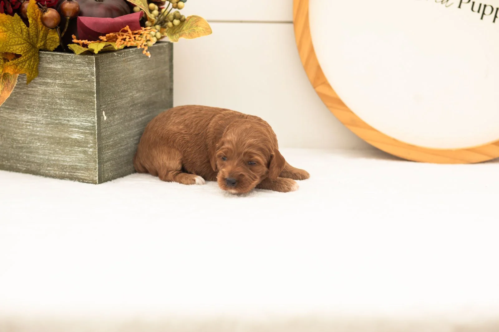 Tiffany goldendoodle for sale(4).jpg