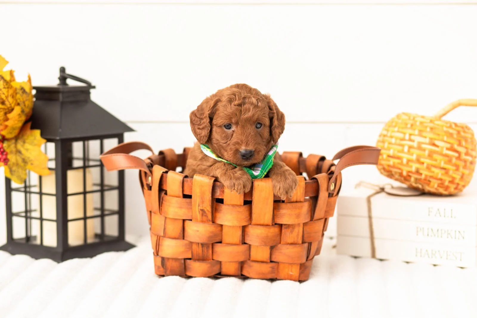 Armani goldendoodle for sale 1.jpg