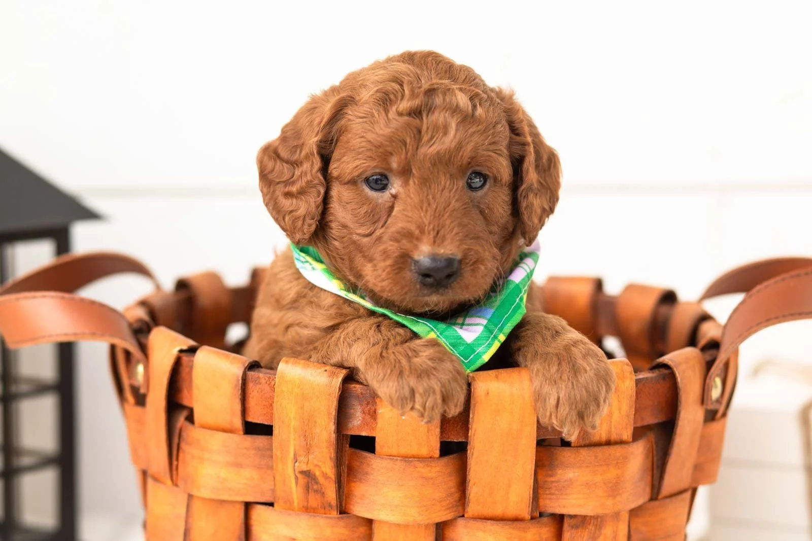 Armani goldendoodle for sale 2.jpg