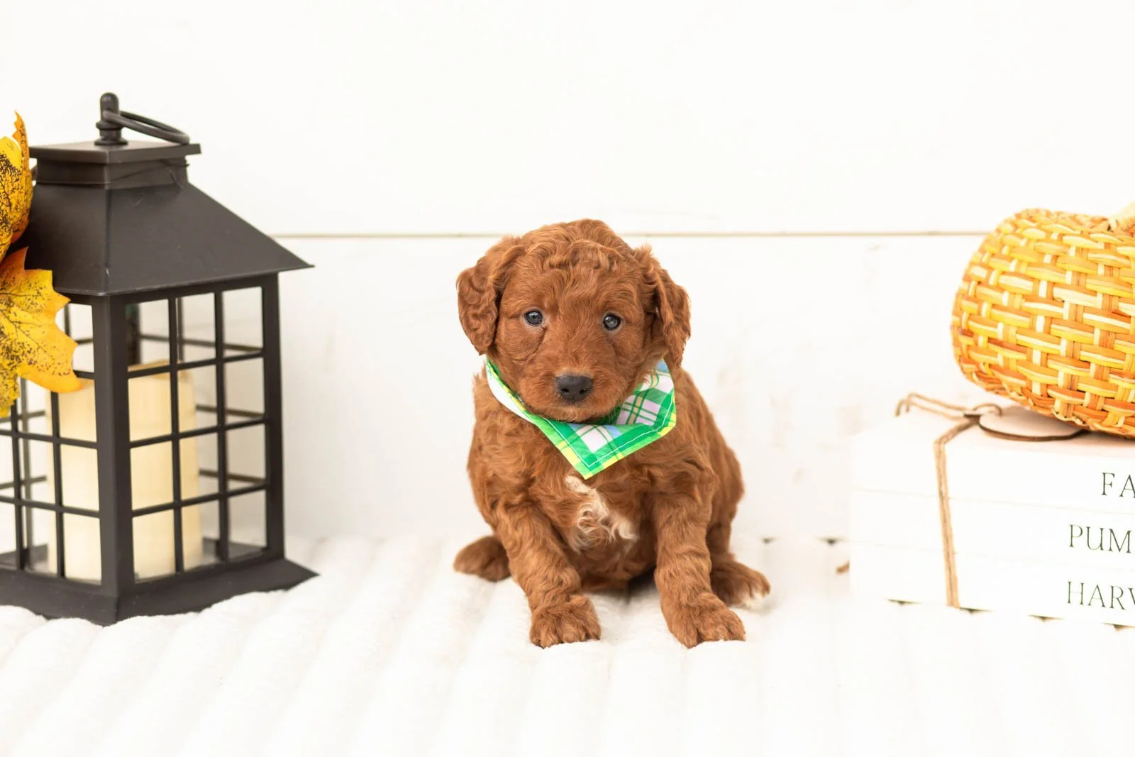 Armani goldendoodle for sale 3.jpg