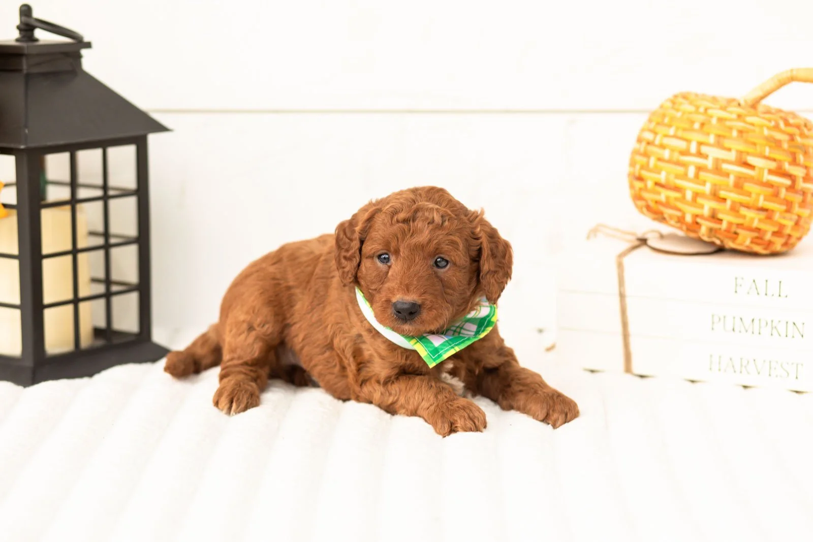 Armani goldendoodle for sale 4.jpg