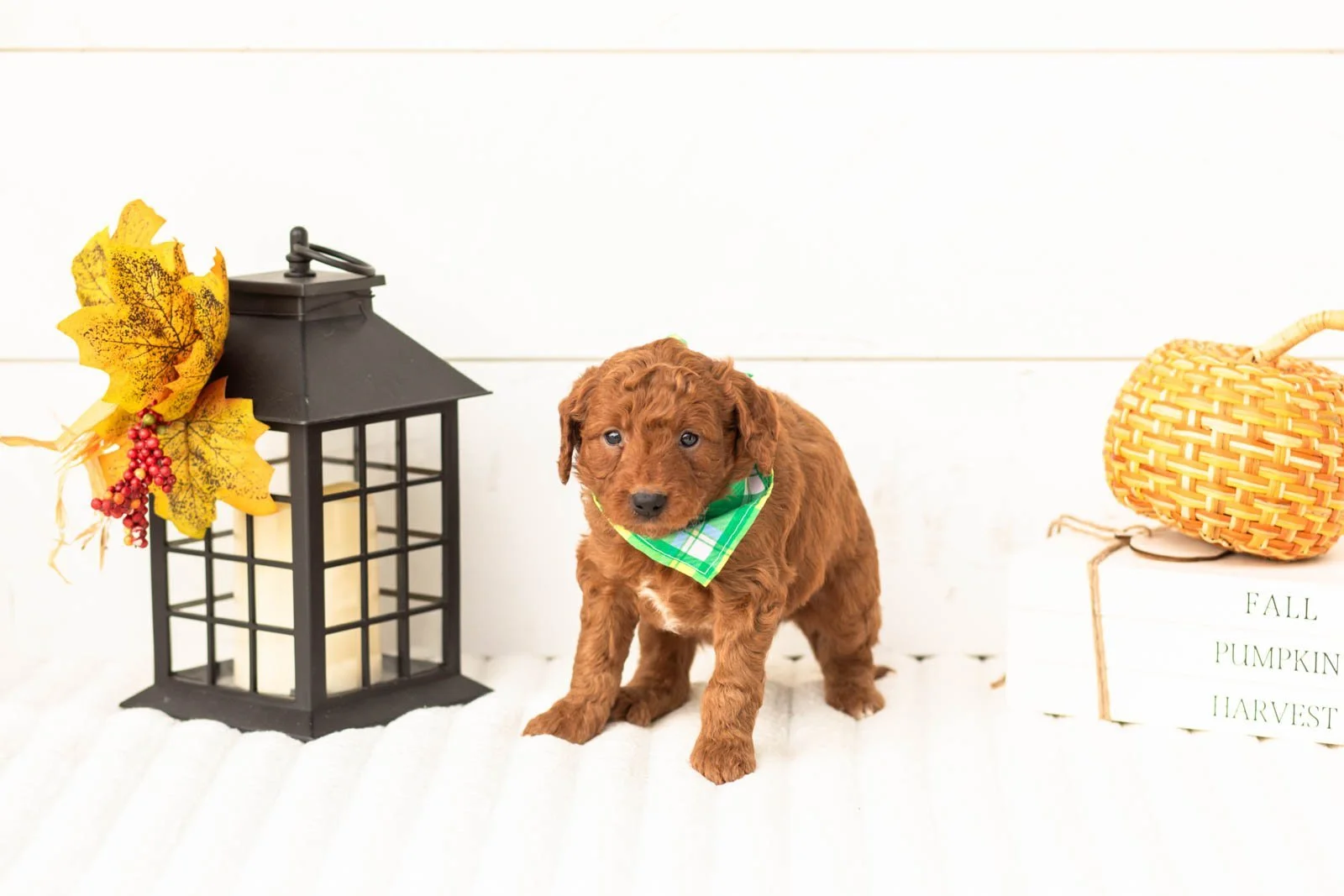 Armani goldendoodle for sale 5.jpg