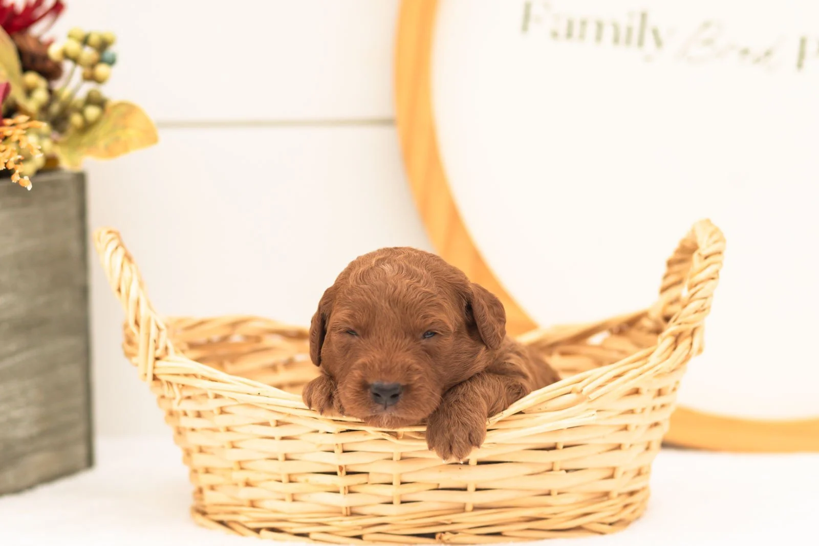 Armani goldendoodle for sale.jpg
