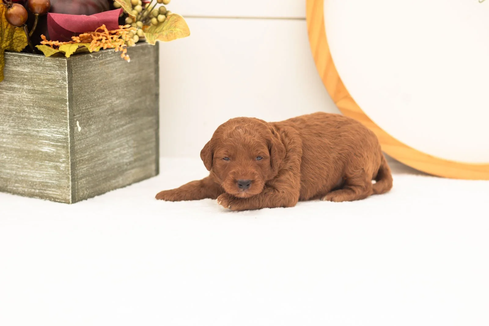 Armani goldendoodle for sale(1).jpg