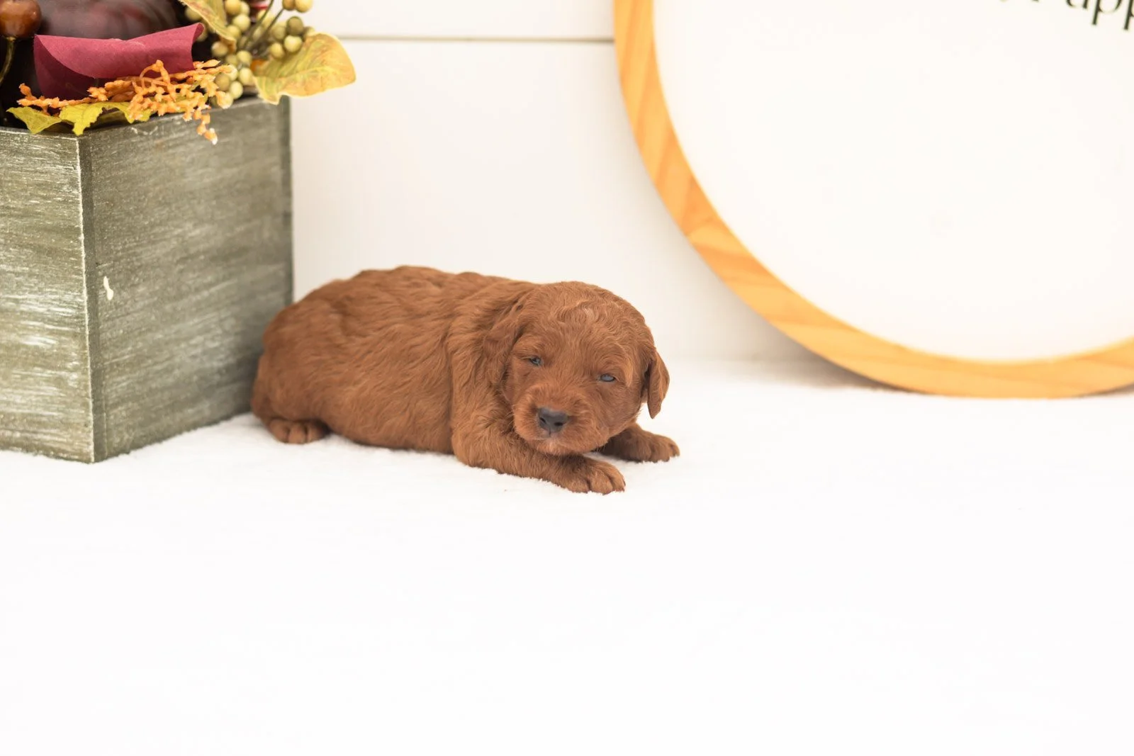 Armani goldendoodle for sale(2).jpg