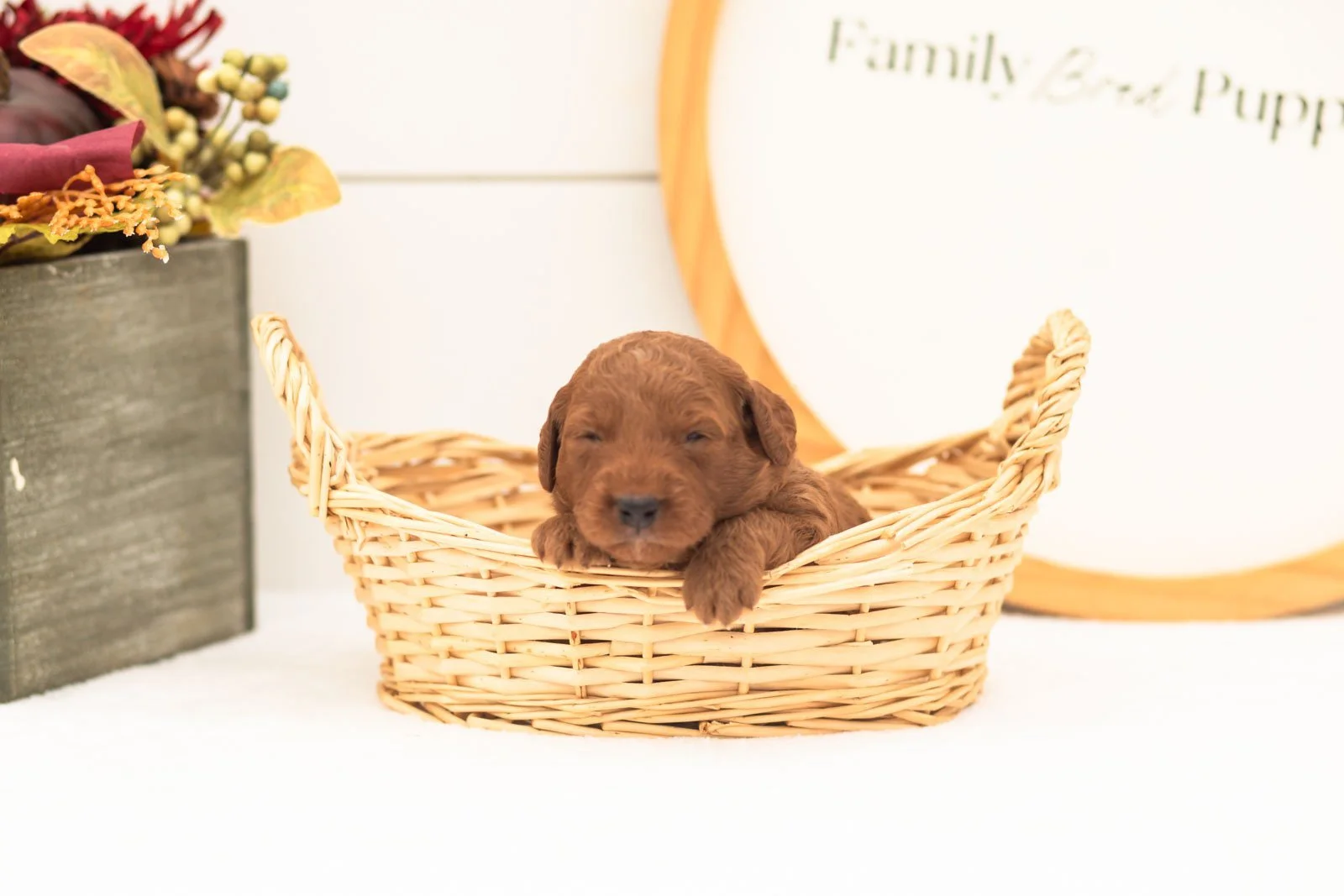 Armani goldendoodle for sale(3).jpg
