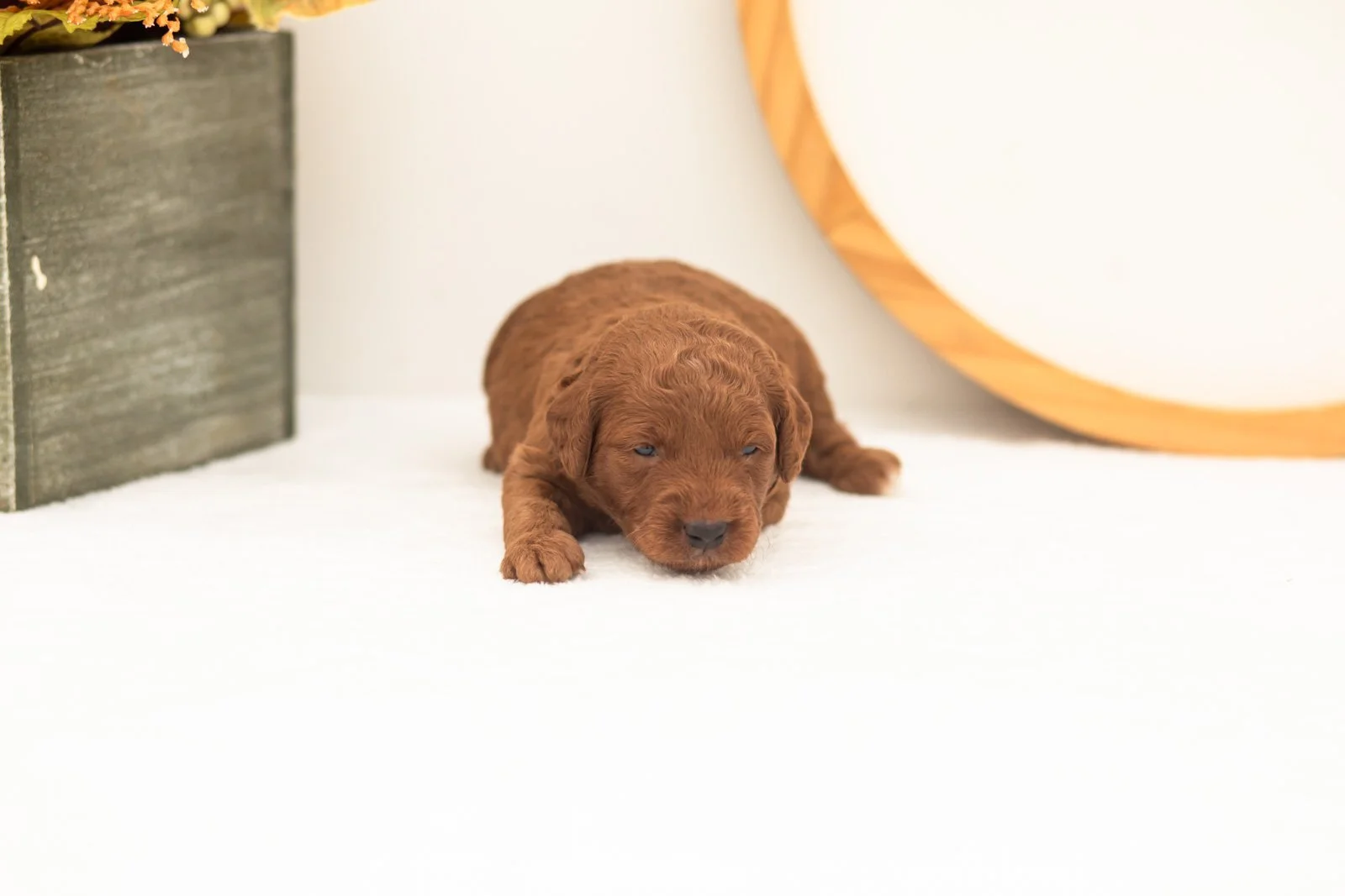 Armani goldendoodle for sale(4).jpg