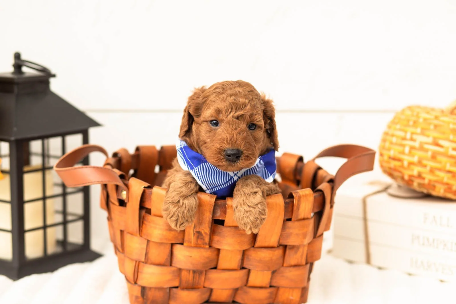 Cartier goldendoodle for sale 1.jpg