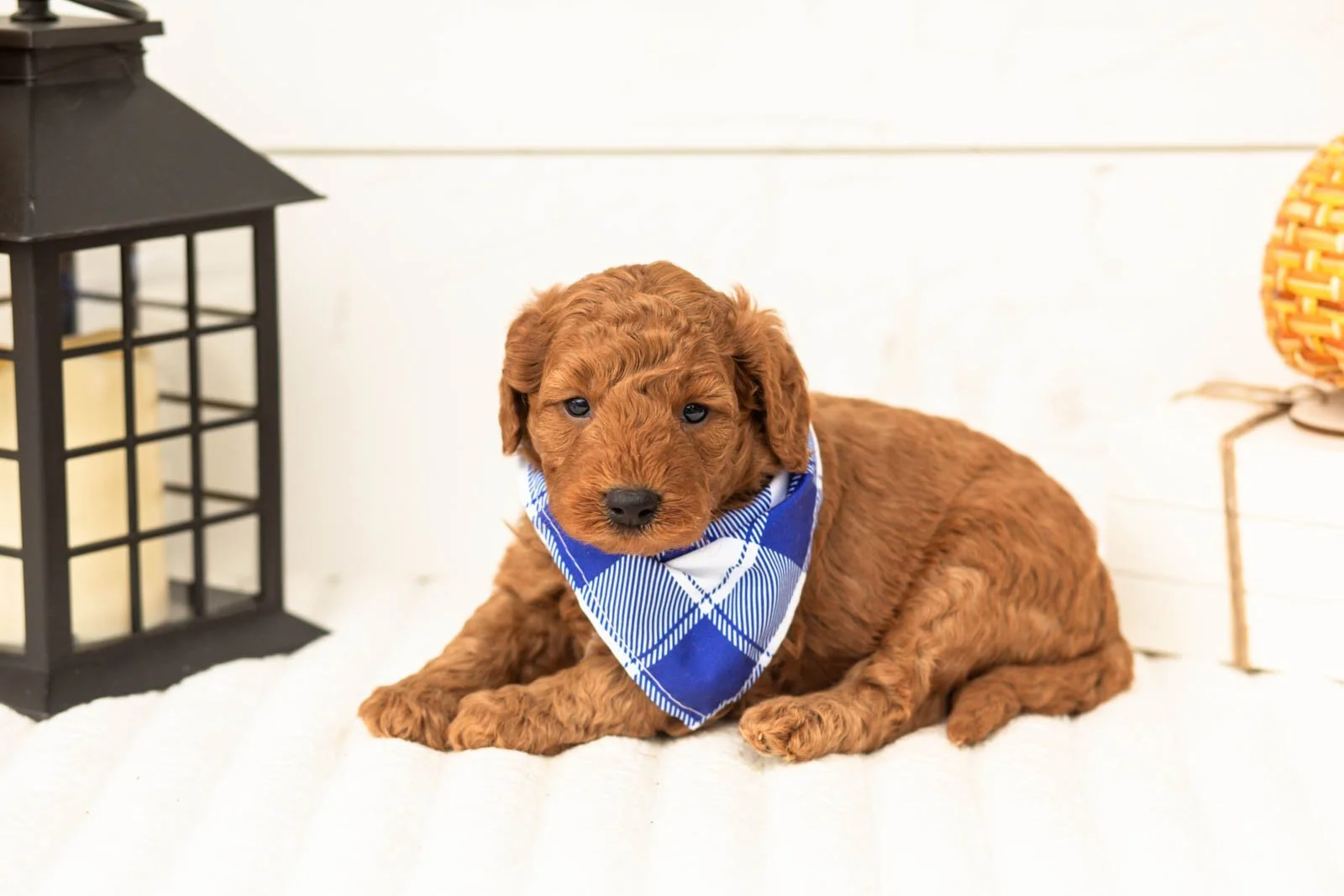 Cartier goldendoodle for sale 3.jpg