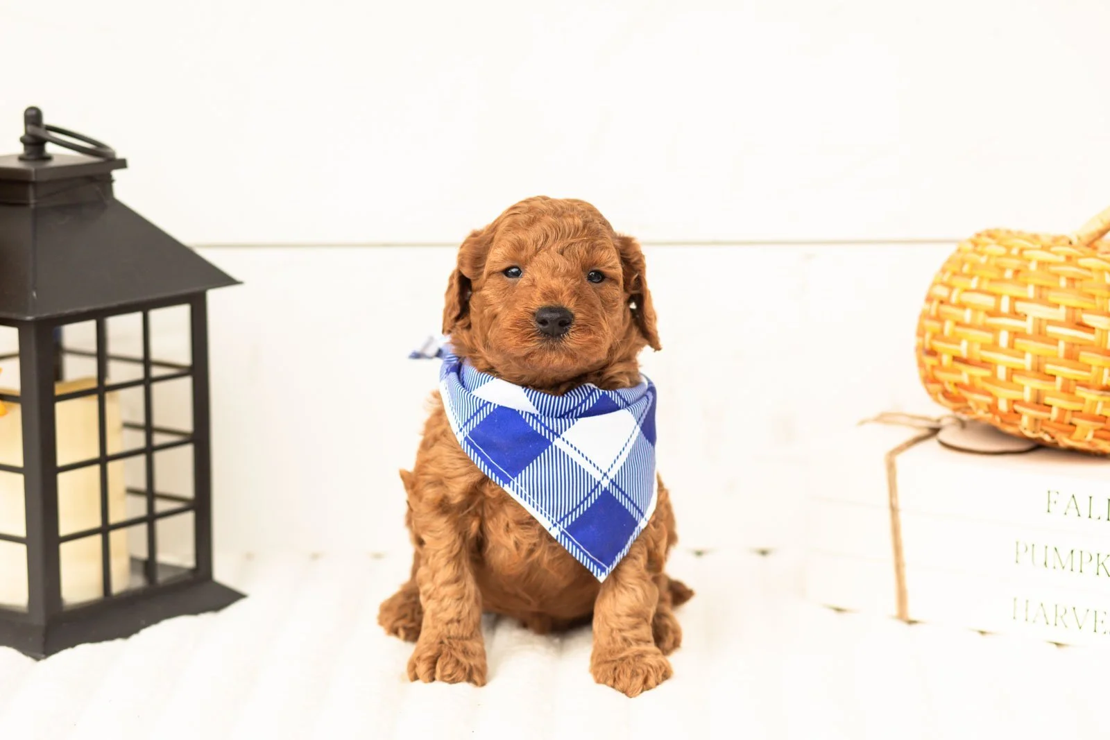 Cartier goldendoodle for sale 4.jpg