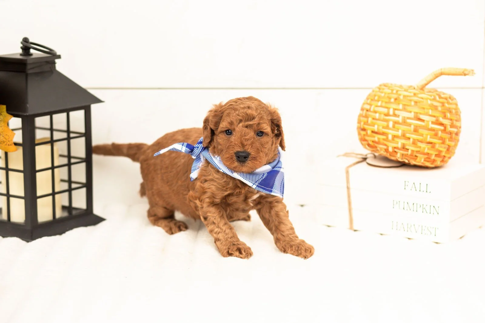Cartier goldendoodle for sale 5.jpg