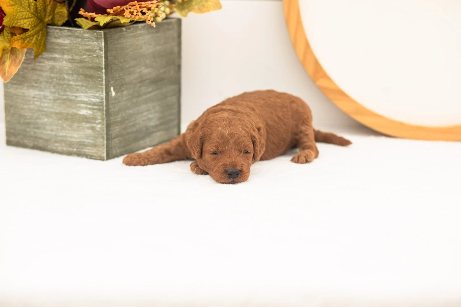 Cartier goldendoodle for sale.jpg