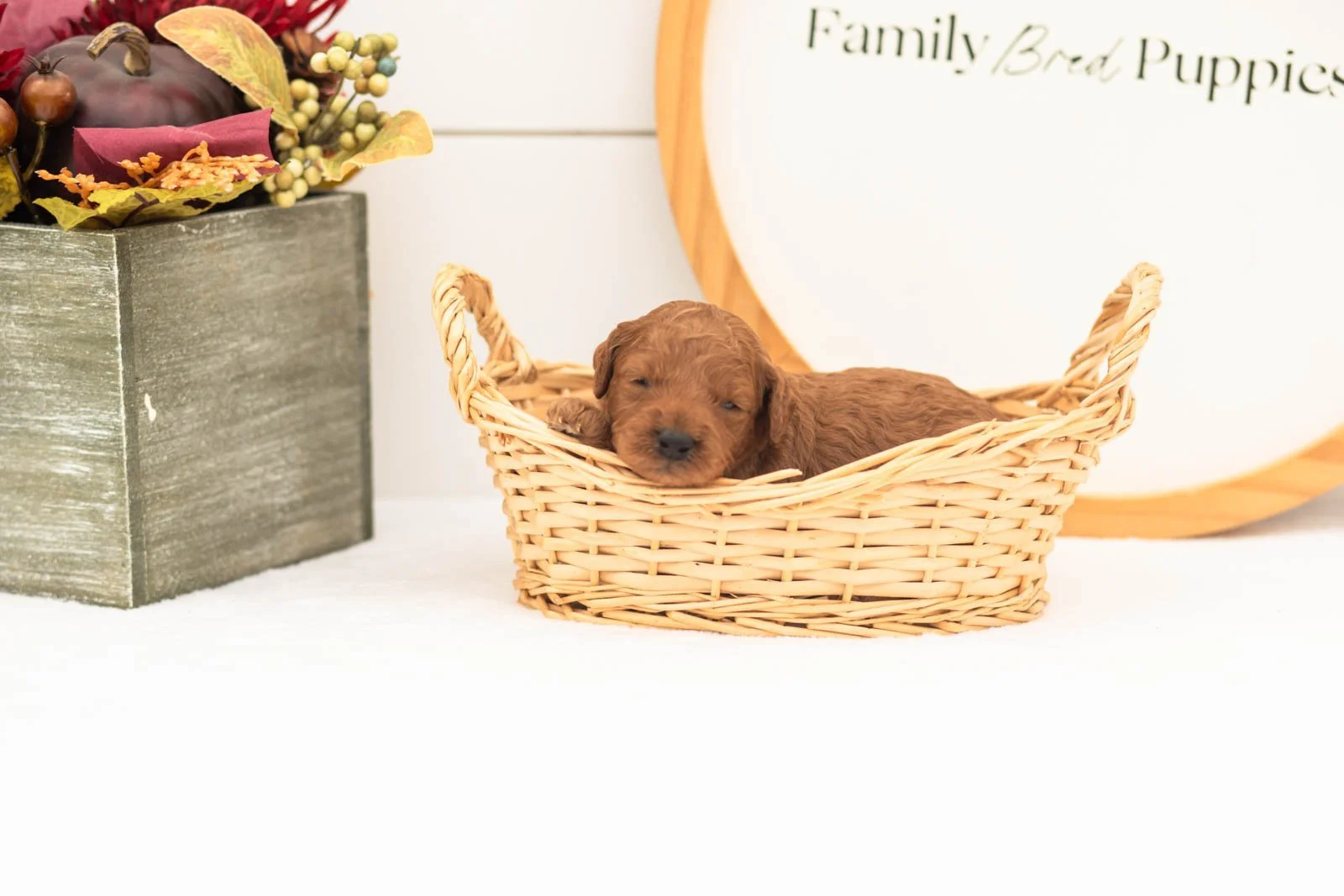 Cartier goldendoodle for sale(1).jpg