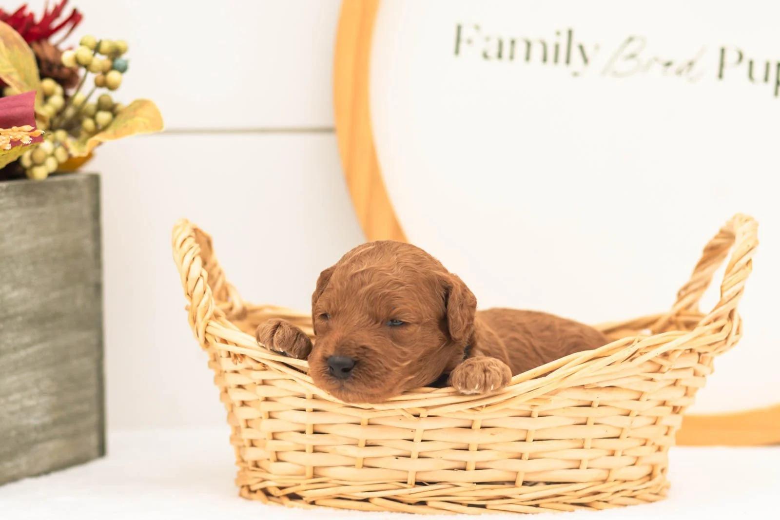 Cartier goldendoodle for sale(2).jpg