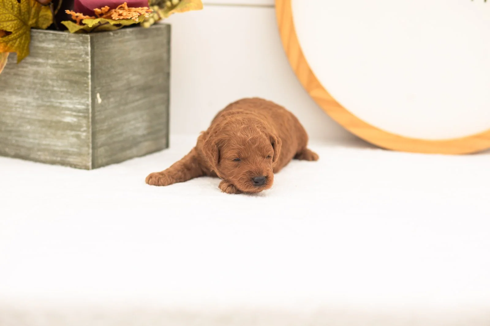 Cartier goldendoodle for sale(3).jpg