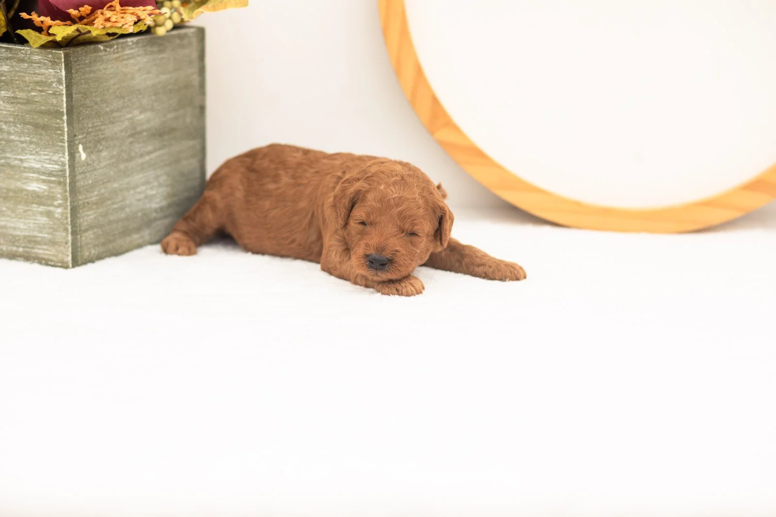 Cartier goldendoodle for sale(4).jpg