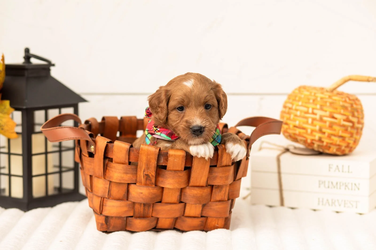 Caviar goldendoodle for sale 1.jpg