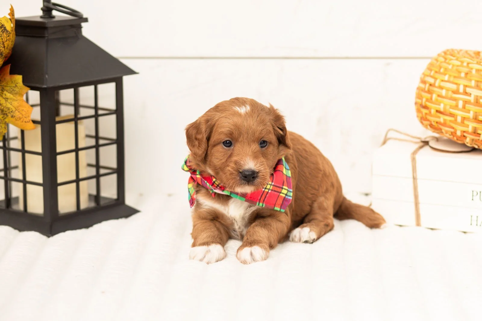 Caviar goldendoodle for sale 3.jpg