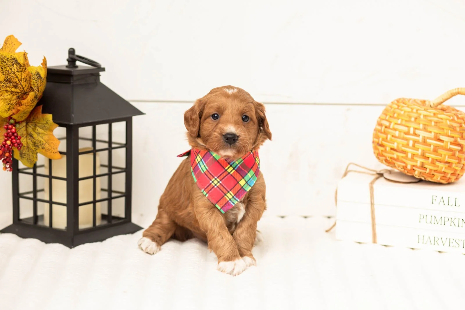 Caviar goldendoodle for sale 4.jpg