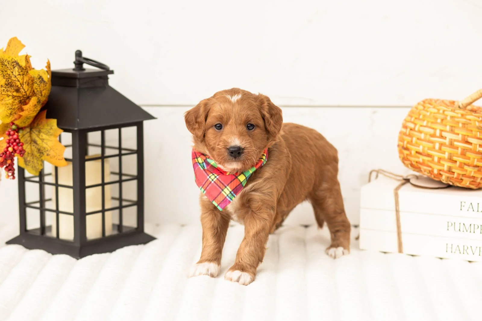 Caviar goldendoodle for sale 5.jpg