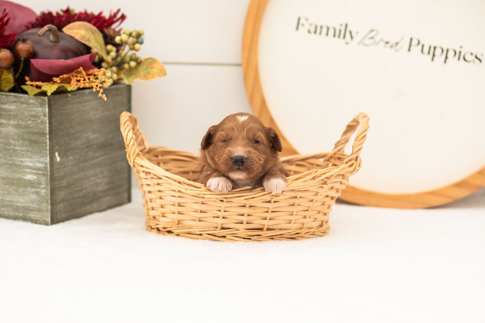 Caviar goldendoodle for sale.jpg