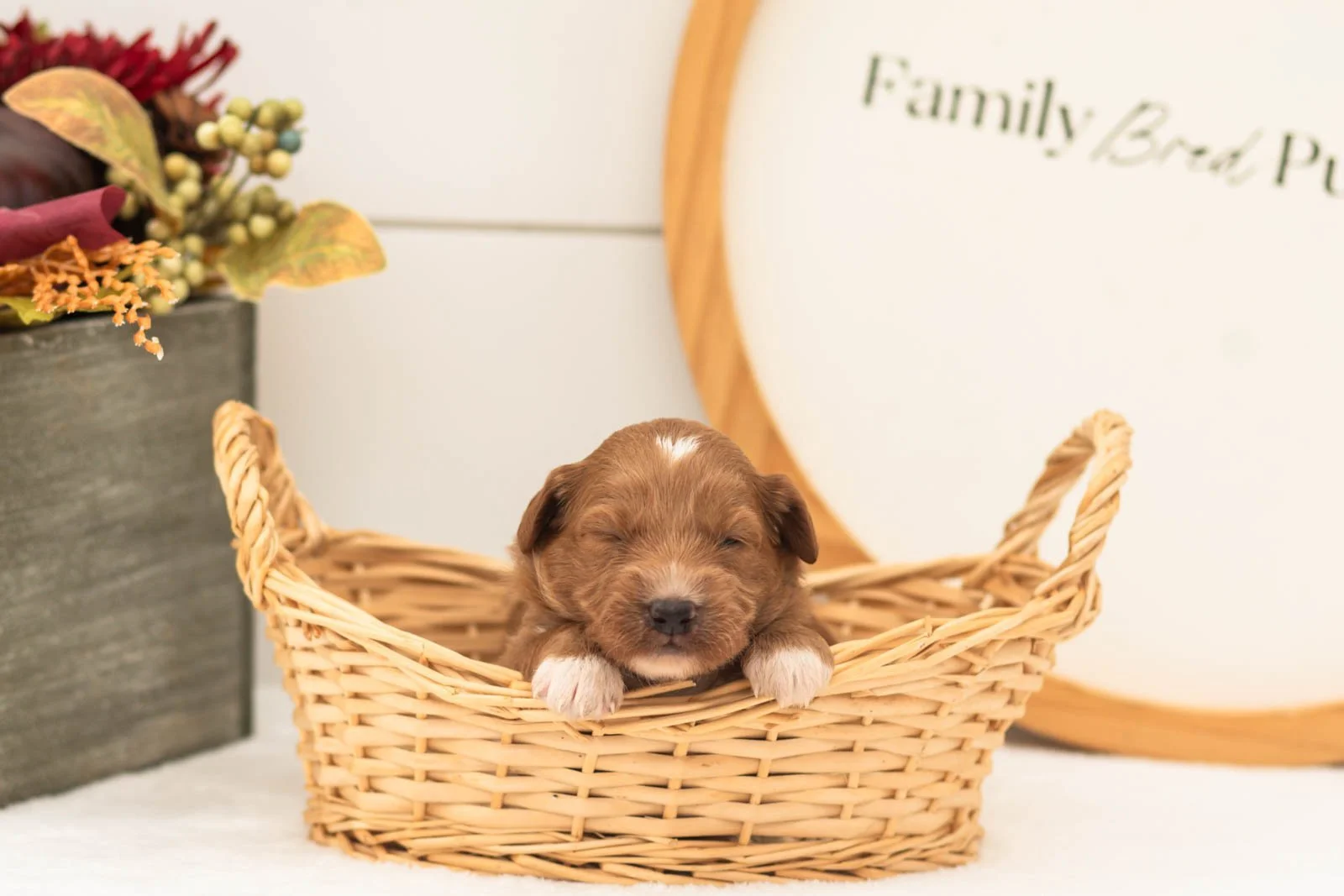 Caviar goldendoodle for sale(1).jpg
