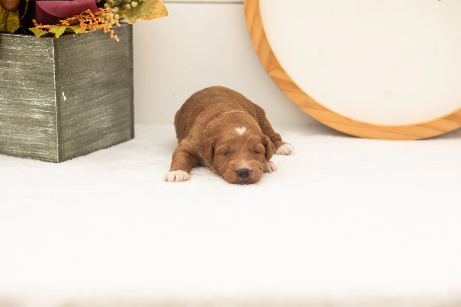 Caviar goldendoodle for sale(2).jpg