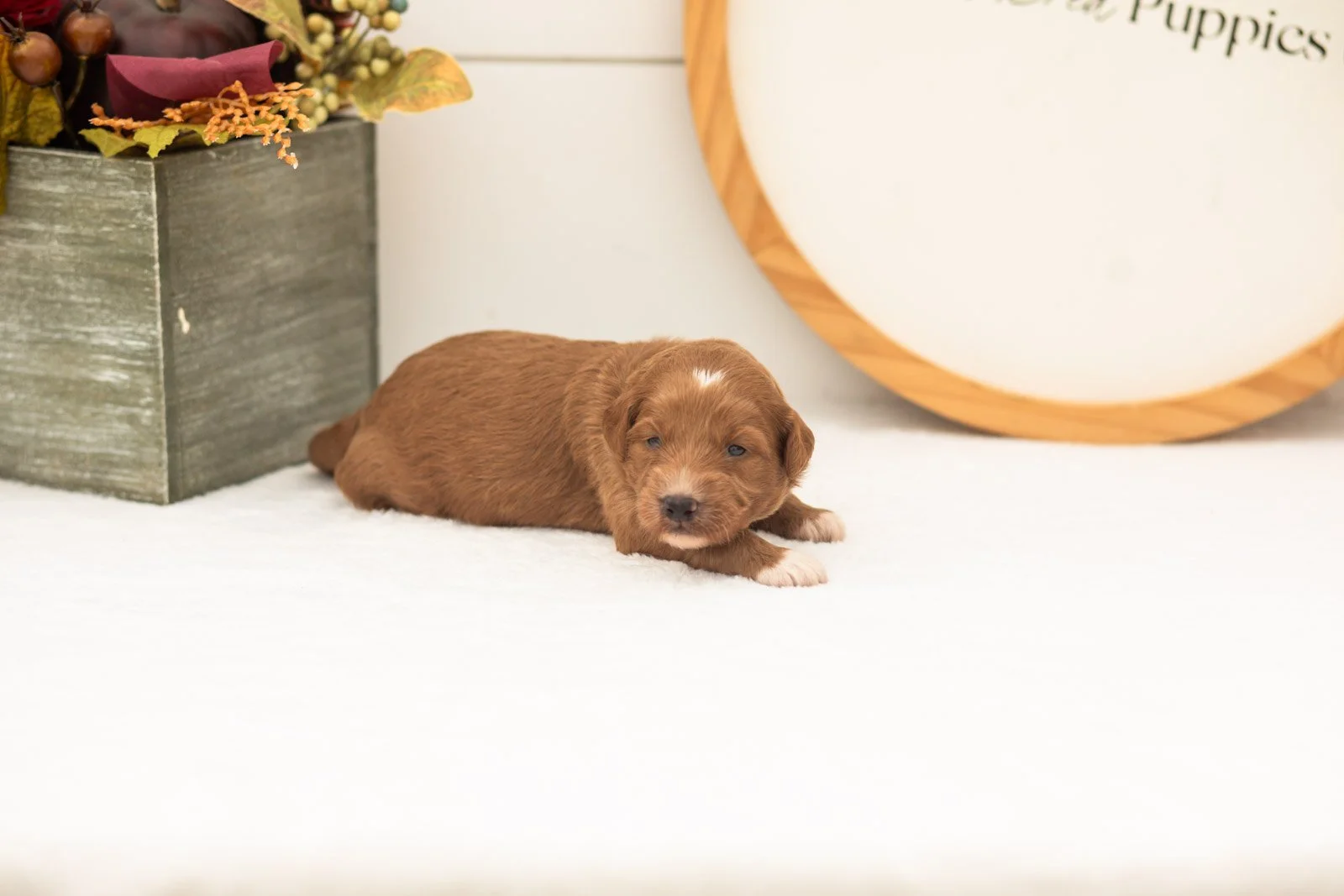 Caviar goldendoodle for sale(3).jpg