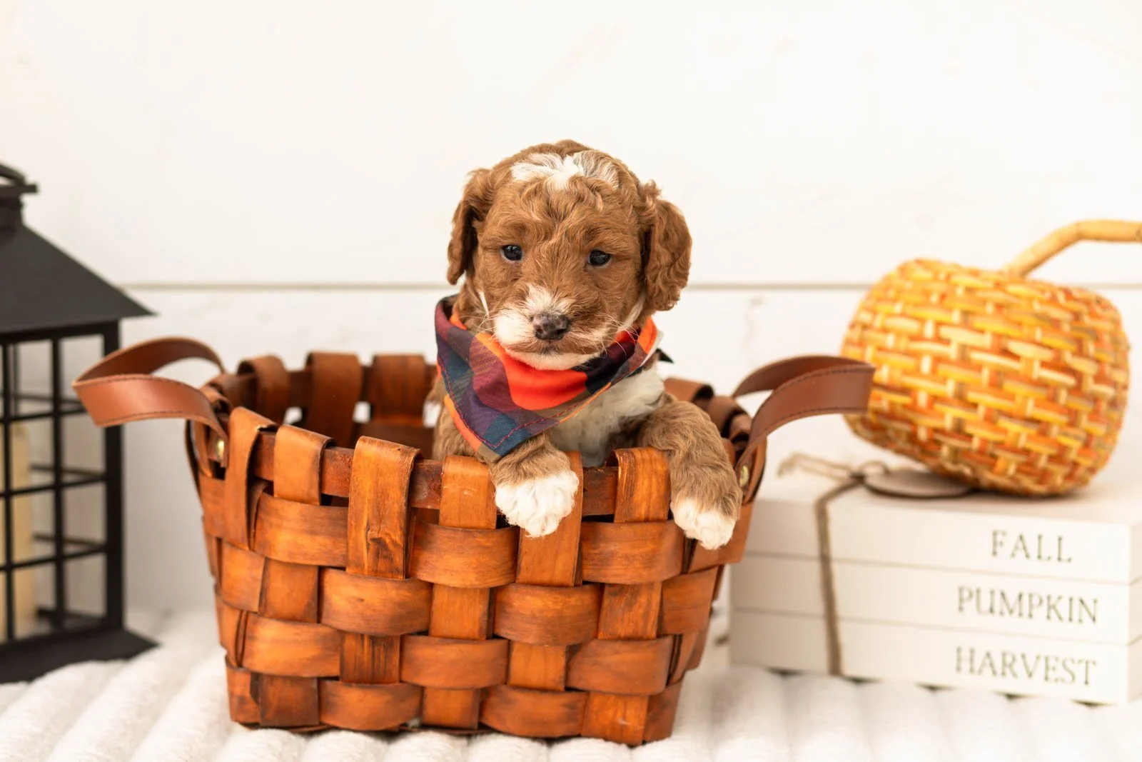 Gucci goldendoodle for sale 1.jpg