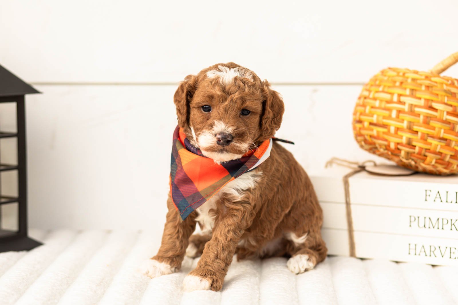 Gucci goldendoodle for sale 3.jpg
