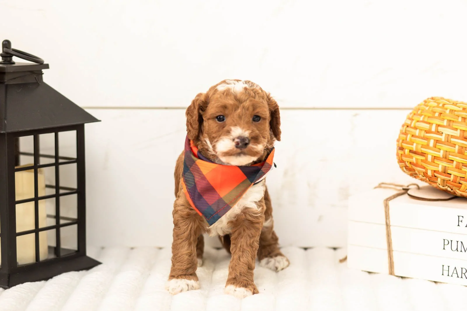 Gucci goldendoodle for sale 4.jpg