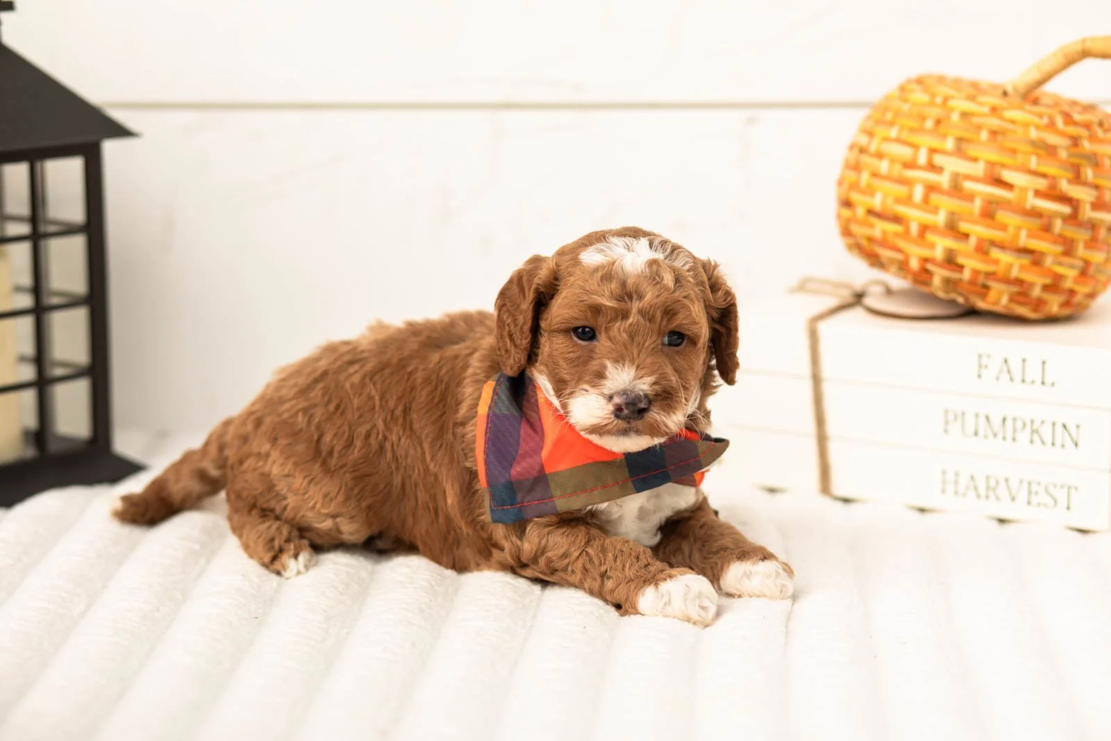 Gucci goldendoodle for sale 5.jpg