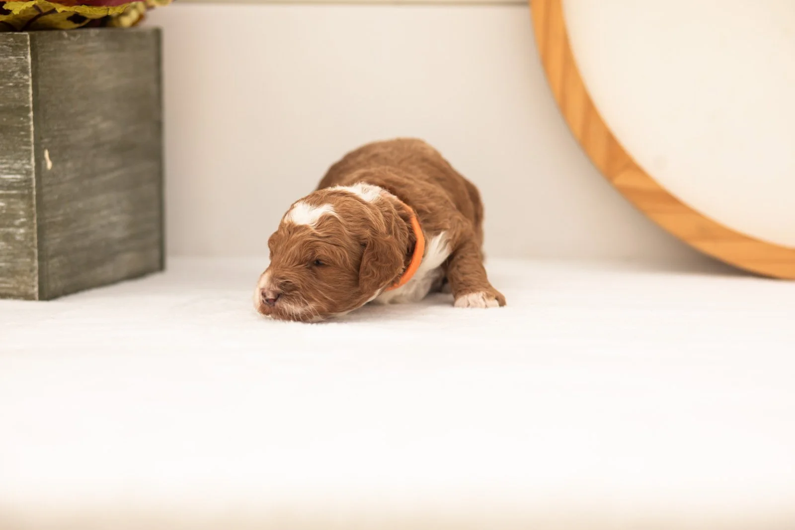 Gucci goldendoodle for sale.jpg