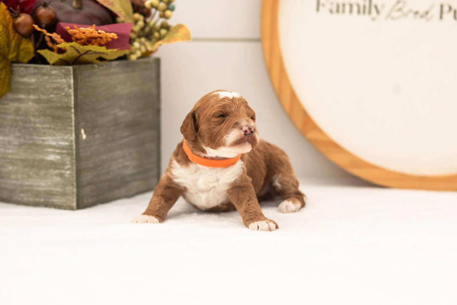 Gucci goldendoodle for sale(1).jpg