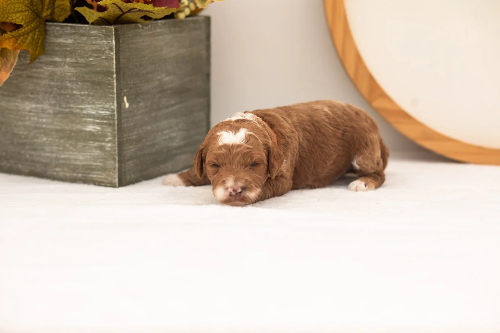 Gucci goldendoodle for sale(2).jpg