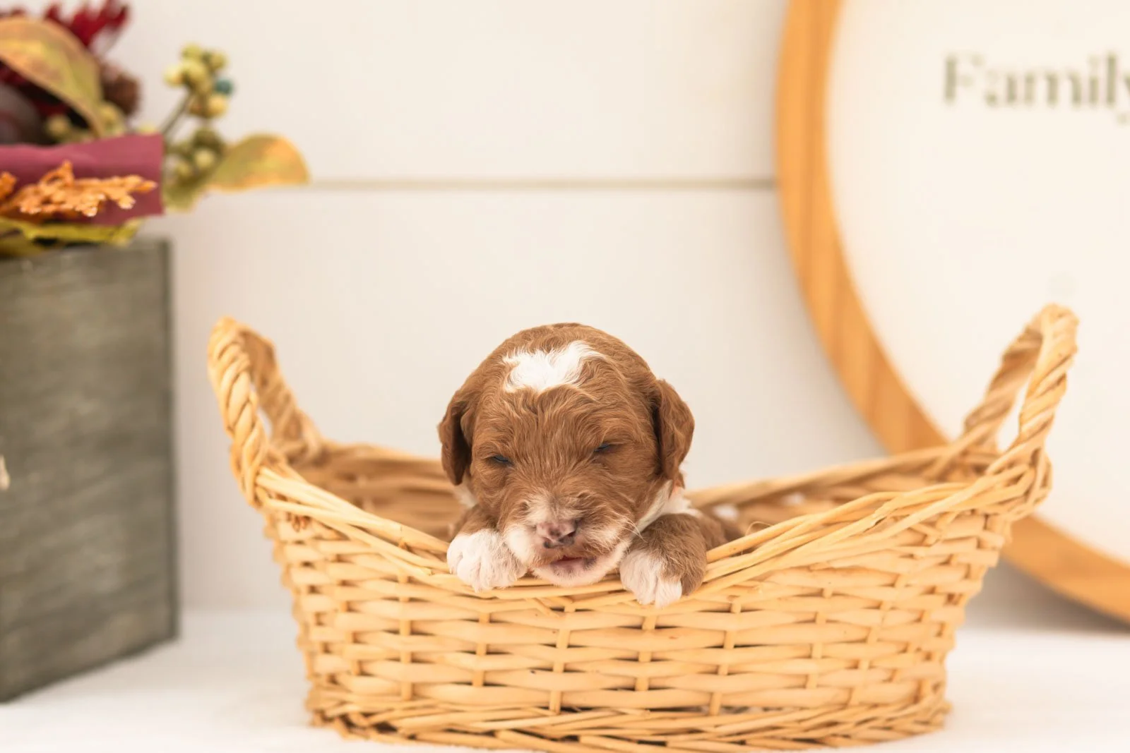 Gucci goldendoodle for sale(3).jpg