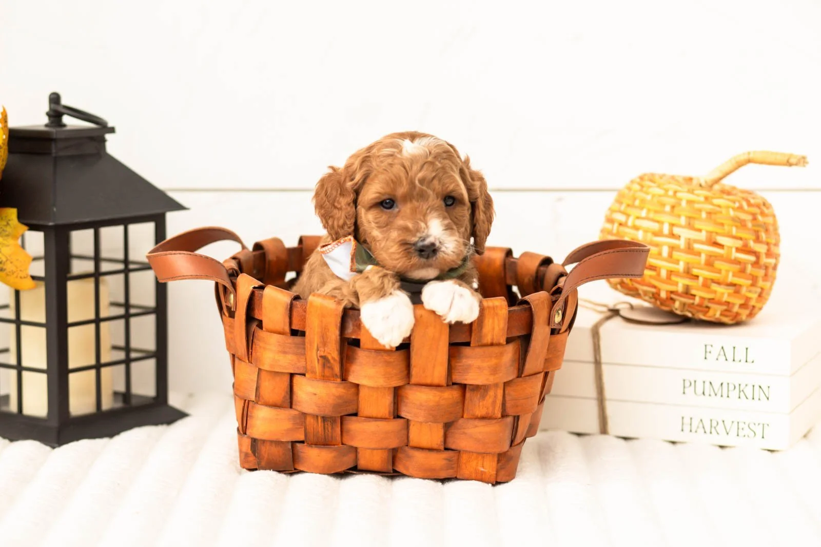 Versace goldendoodle for sale 1.jpg