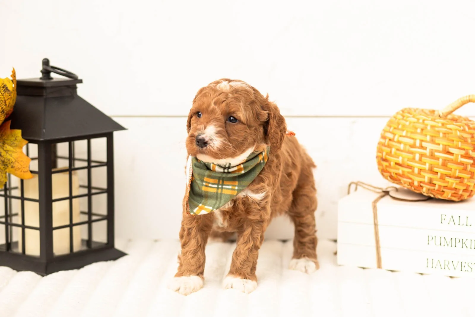 Versace goldendoodle for sale 3.jpg