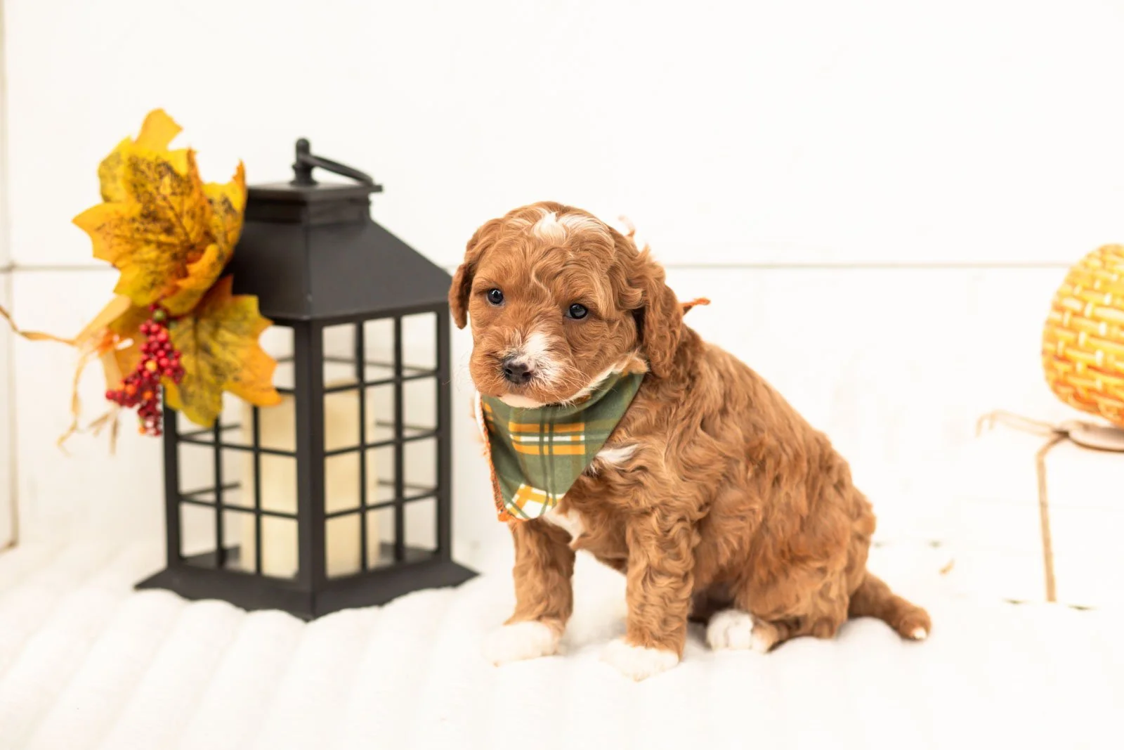 Versace goldendoodle for sale 4.jpg