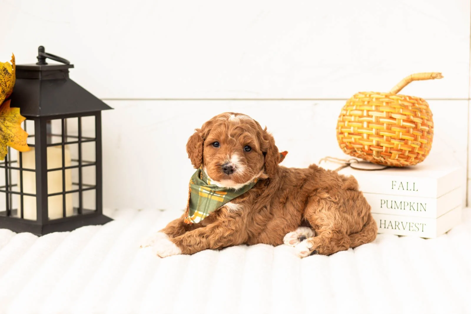 Versace goldendoodle for sale 5.jpg