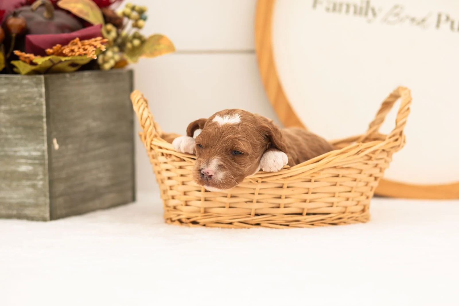 Versace goldendoodle for sale.jpg