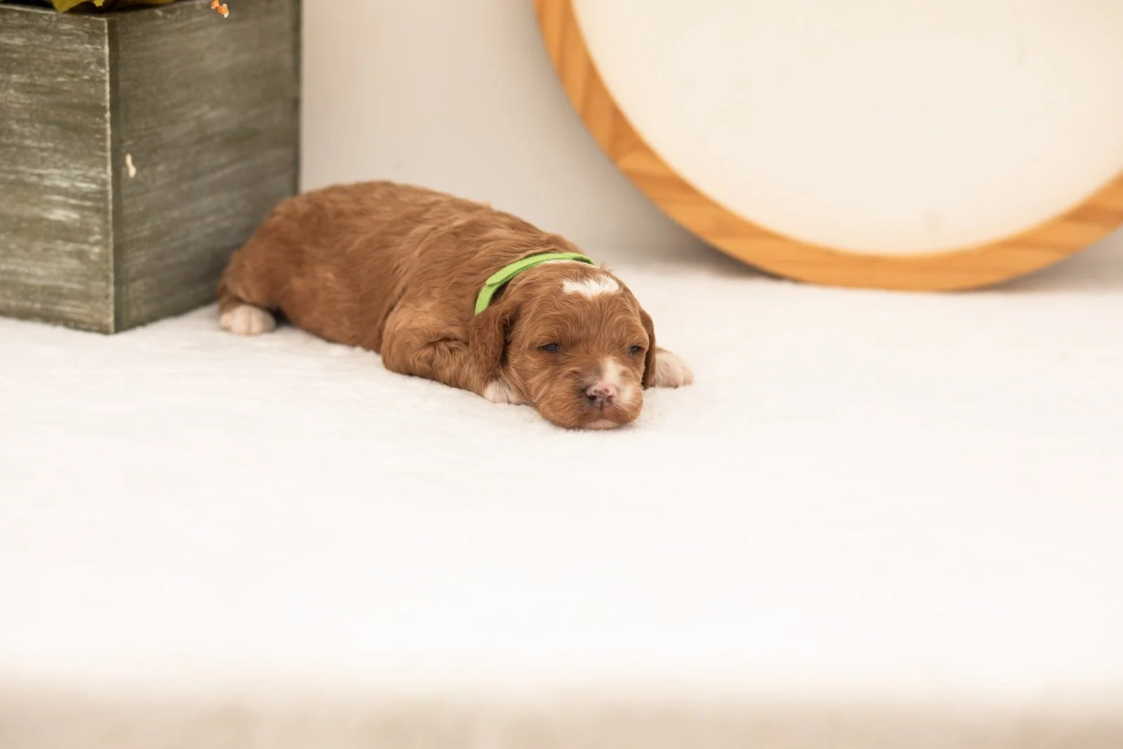 Versace goldendoodle for sale(1).jpg