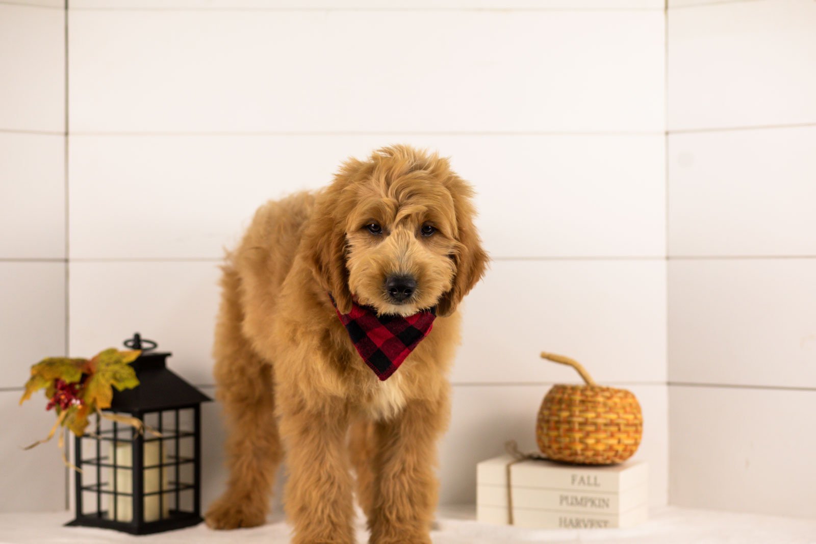 Barley goldendoodle for sale 1.jpg