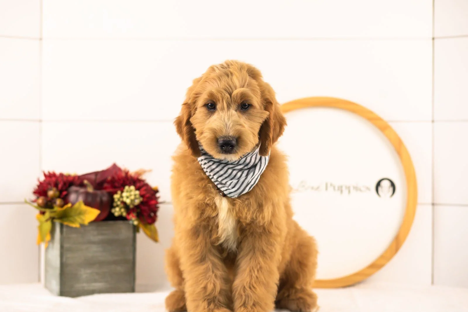Barley goldendoodle for sale(1).jpg