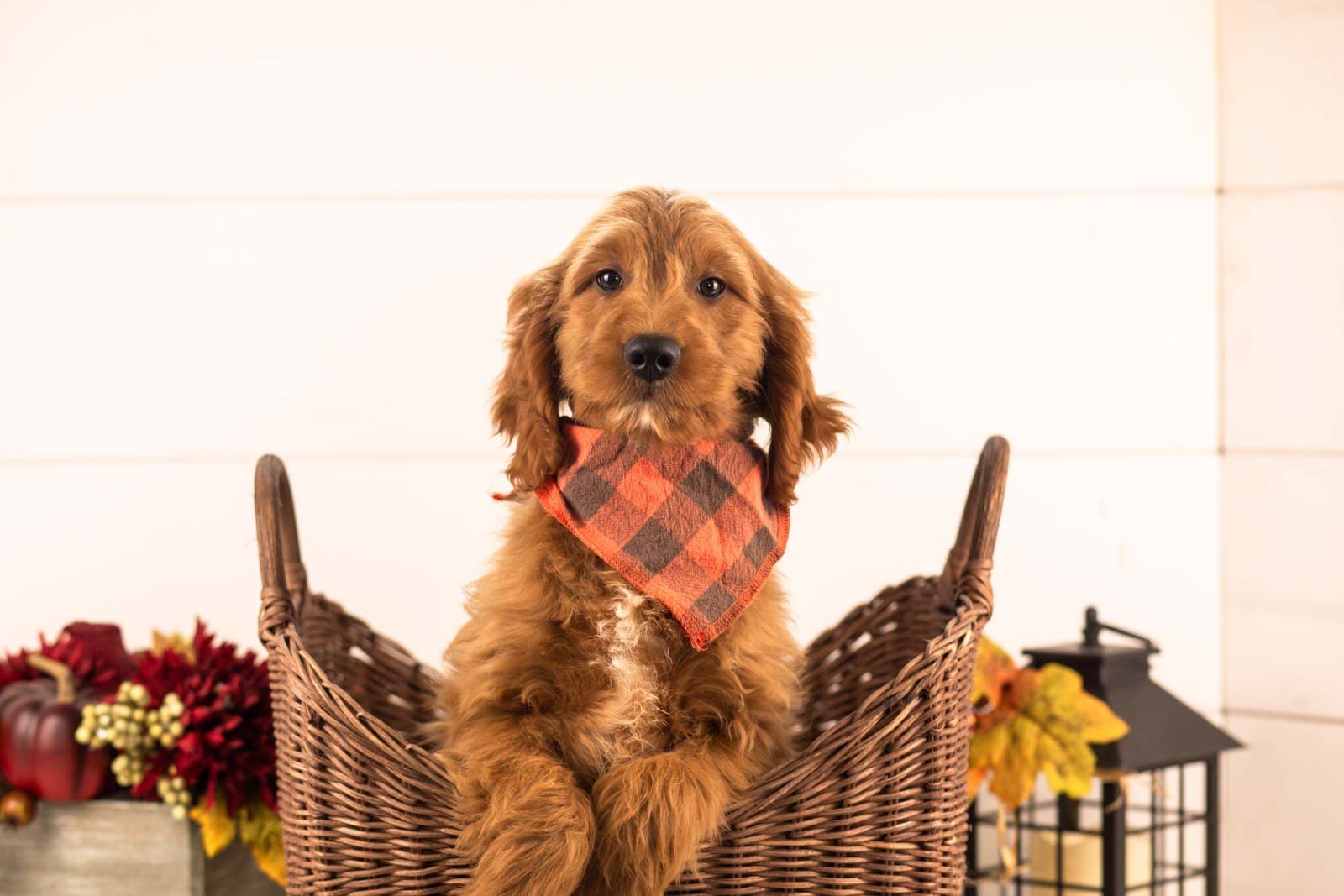 Oscar goldendoodle for sale(1).jpg