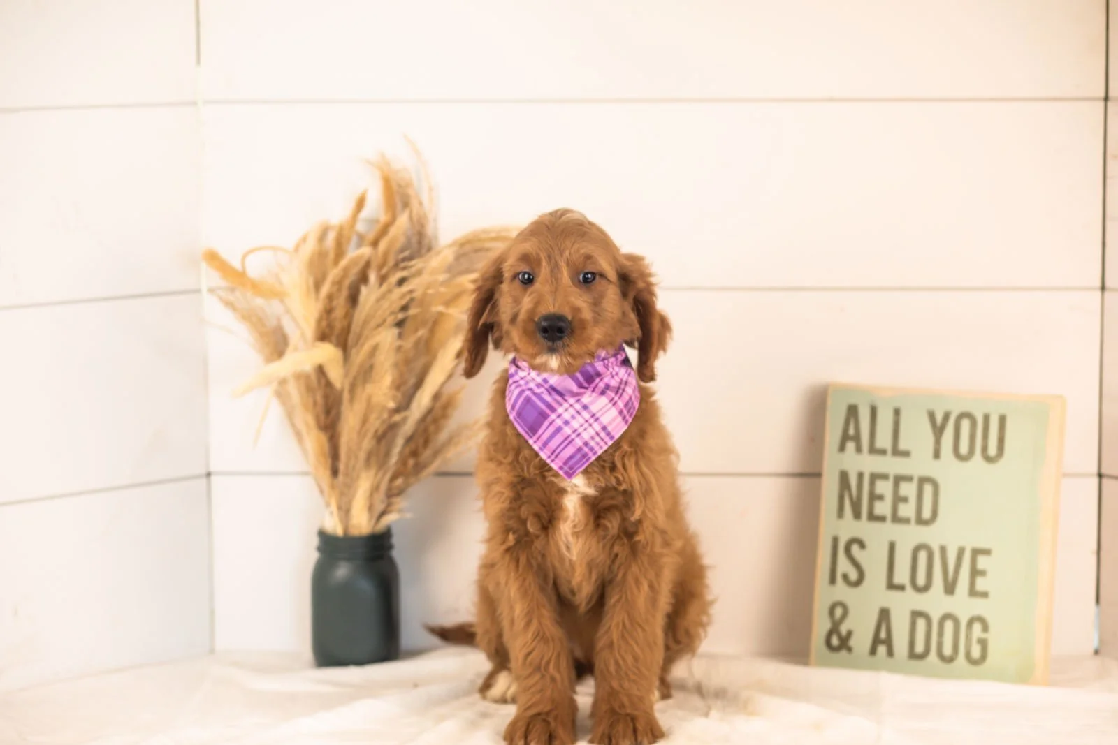 Oscar goldendoodle for sale(3).jpg