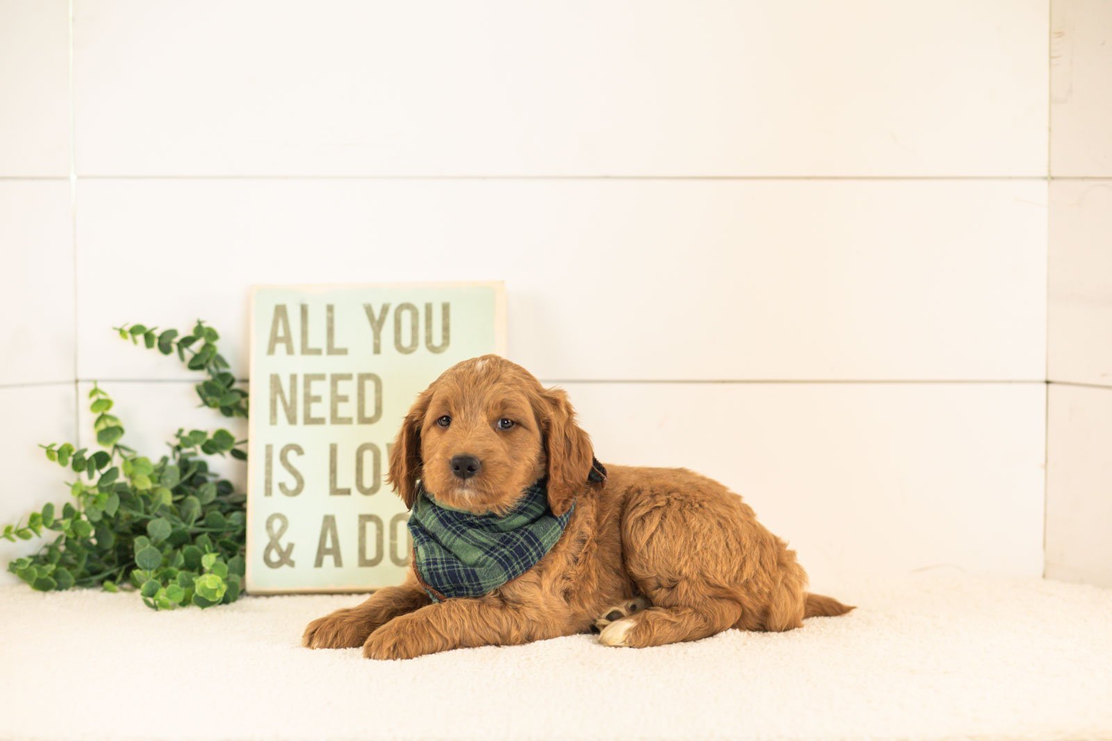 Oscar goldendoodle for sale.jpg