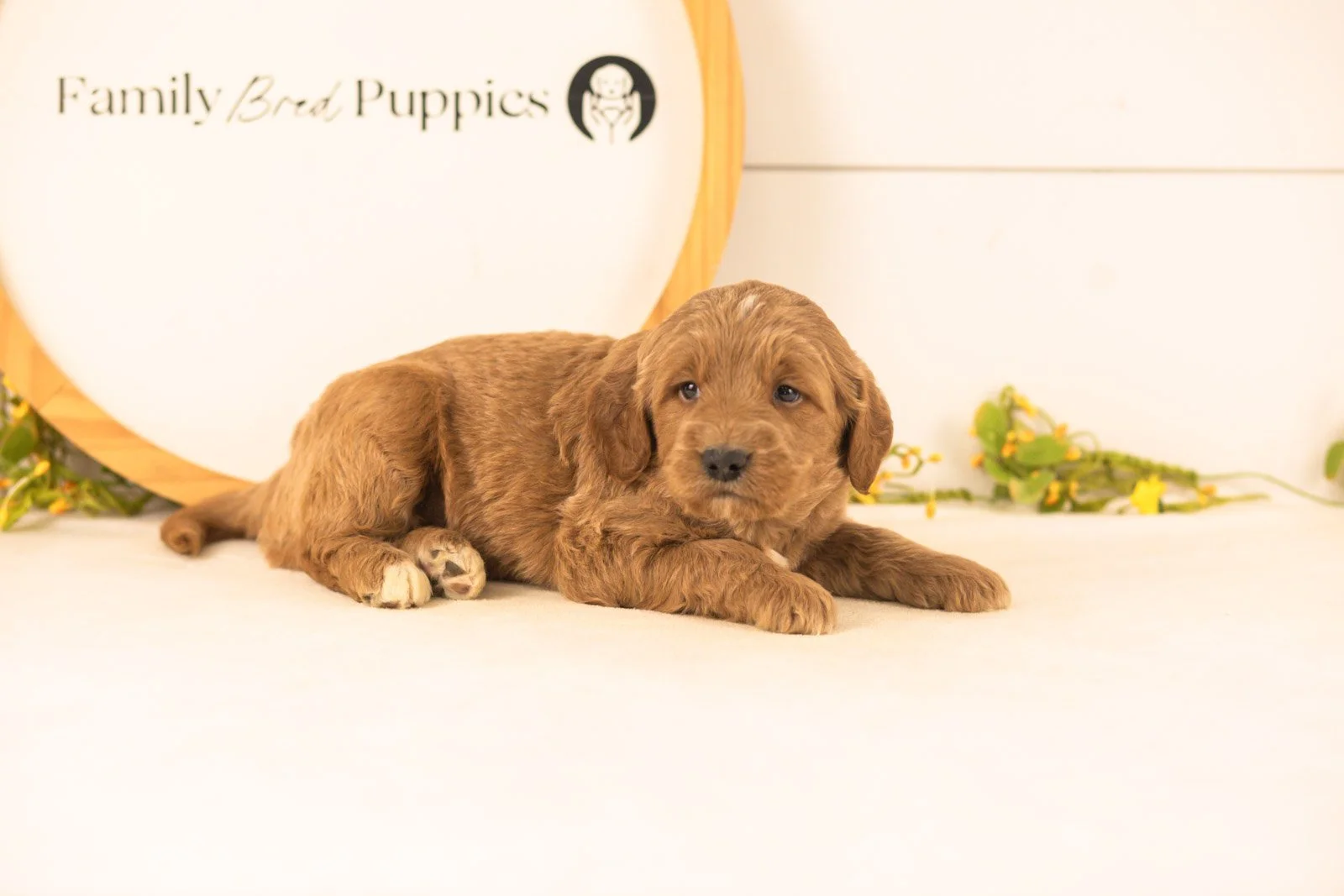 Oscar goldendoodle for sale.jpg