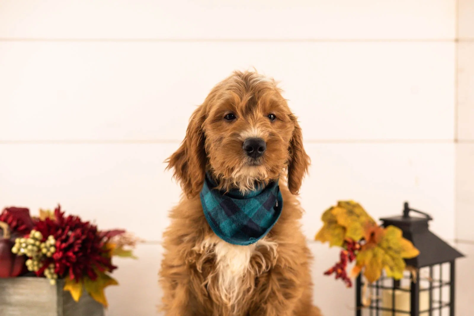 Otis goldendoodle for sale.jpg